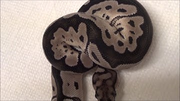 2019 1 Female VPI Axanthic Clown Ball Python