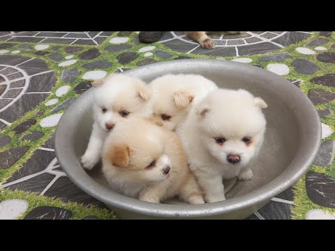 Video Nhà chả có gì ngoài pốc sóc lai nhật và corgi. - youtube
