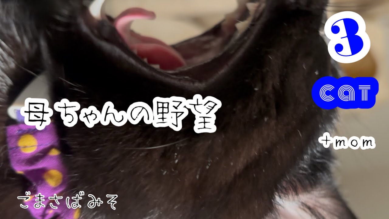 【3にゃん＋👩‍🦰】今日は母ちゃんについて書きました！