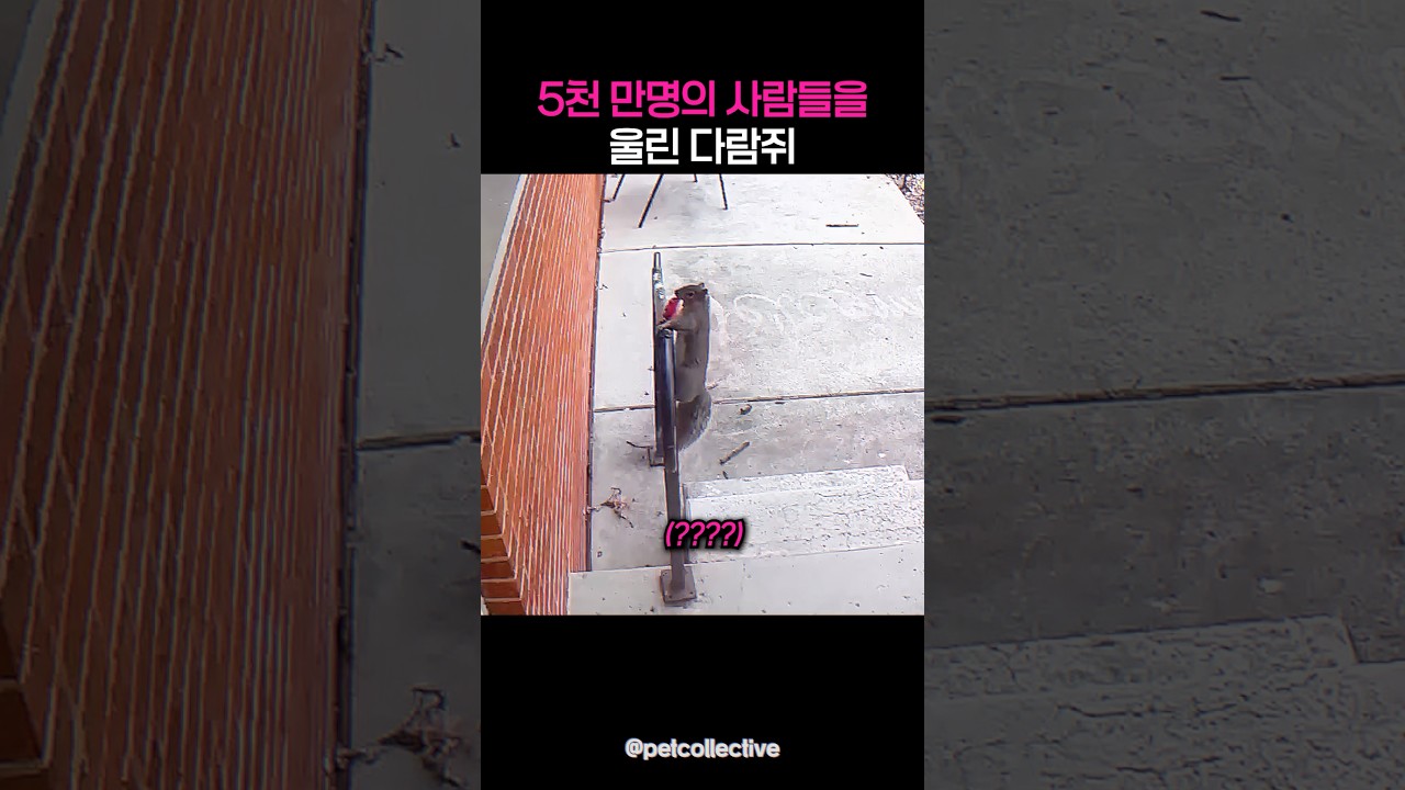 천 만명의 사람들을 눈물 흘리게 한 다람쥐