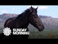 Nature: Wild horse sanctuary