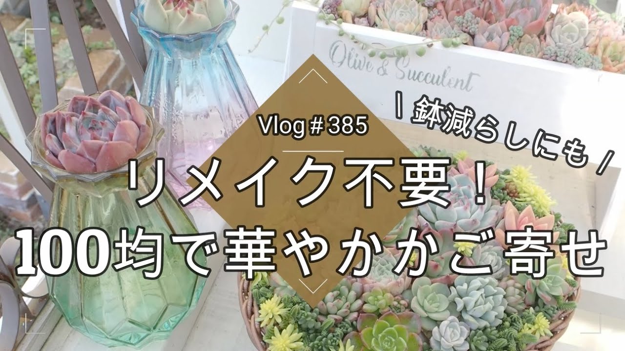 Vlog 385] [Succulents] No need to remake! A gorgeous basket made