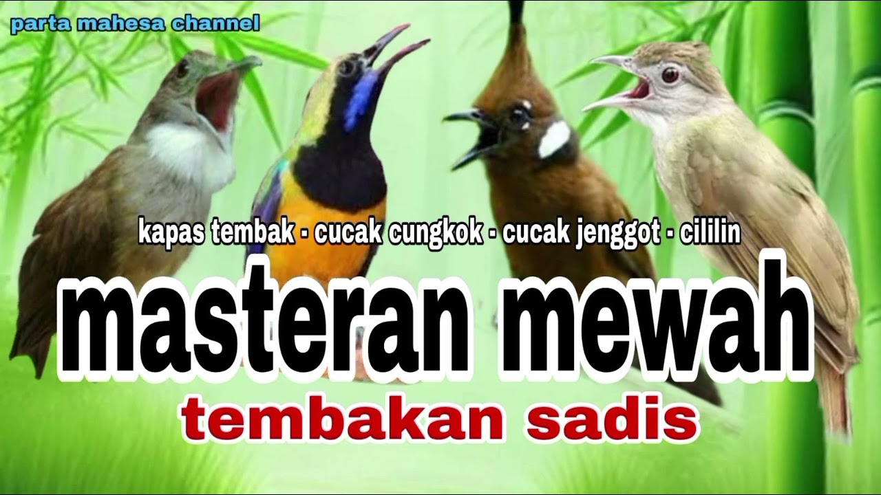 Masteran Suara Jernih Cucak jenggot - Kapas tembak - Cucak cungkok - Cililin