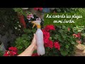 Producto para combatir plagas en el jardín, Mosca blanca, pulgones y gusano minador | Jardín Diaz