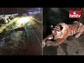Finally...This Tiger made people laugh