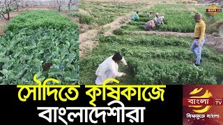 সৌদি আরবে কৃষিকাজে বিপ্লব ঘটিয়েছেন প্রবাসী বাংলাদেশীরা