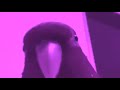 Red Bird - MegaMan X - Zero Nightmare