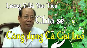 CÀ GAI LEO VÀ NHỮNG CÔNG DỤNG QUÝ - LƯƠNG Y HÀ VĂN TIÊU