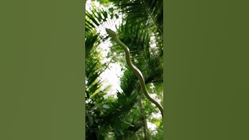 Flying Green snake #amazing #video #wildlife #viralvideo #nature