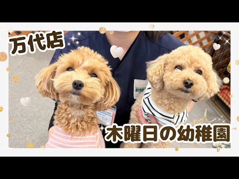 【犬の幼稚園】木曜日の幼稚園(万代店)
