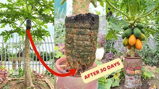 The complete guide to air layering, root ball grafting, and pruning