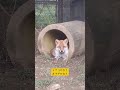 イナリかな?オアゲかな? #shorts #ホンドギツネ #JapaneseRedFox #Fox #のんほいパーク #豊橋総合動植物公園 #豊橋 #愛知 #zoo #animal