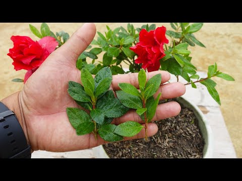 How to grow Azalea plant from cuttings | Azalea plant