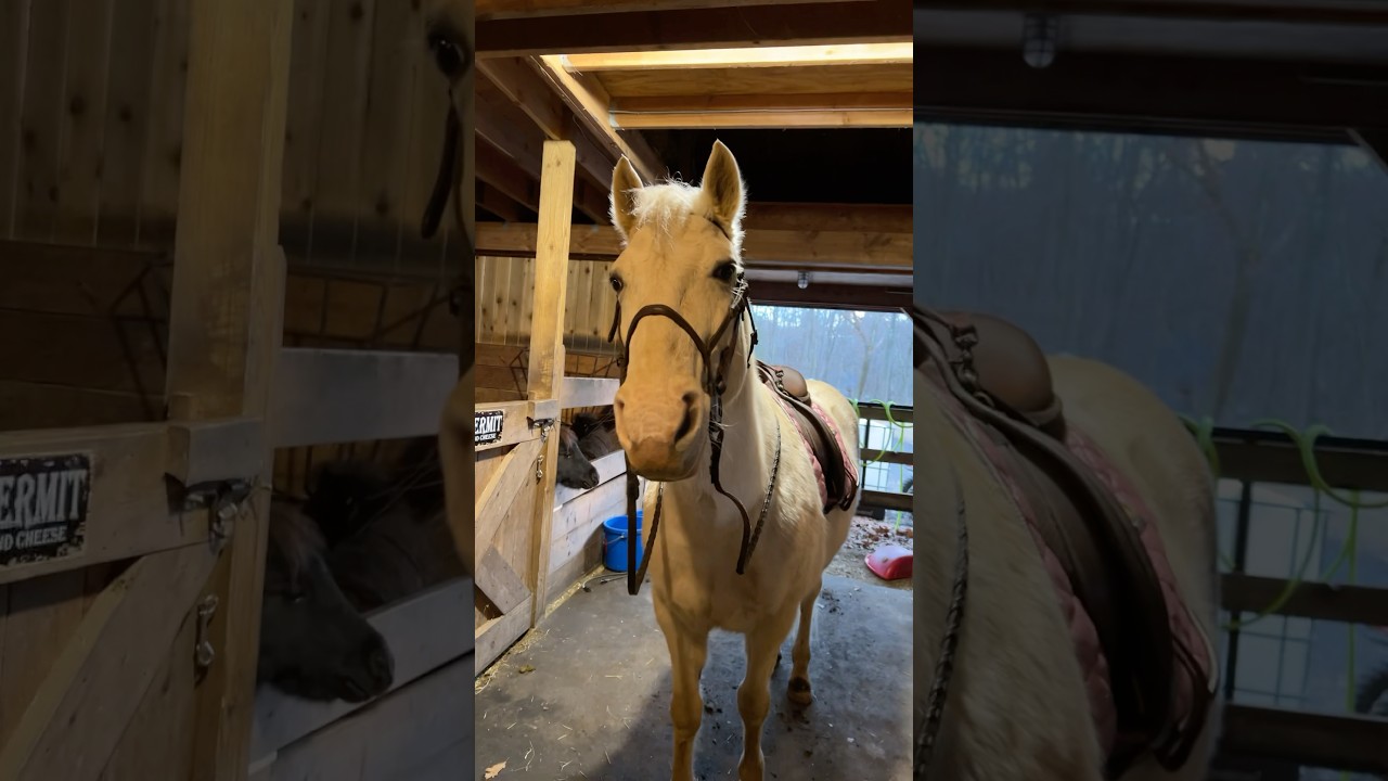 Tack up with me! ￼