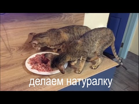 Делаем натуральный корм для кошек своими руками