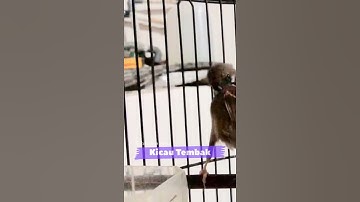 Masteran Burung Gereja Gacor Roll Nembak Panjang Speed Rapat | Kicau Tembak