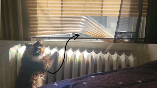 My Cat Kept Destroying My Blinds So I Tried Rabbitgoo Window Cling| Rabbitgoo Window Cling Review