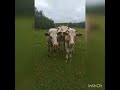 33 коровы!) 🐮