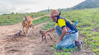 VAQUEIRO FLAGRA CABRA PARINDO E MOSTRA OS BODINHOS RECÉM NASCIDOS | DANILO PIMENTA