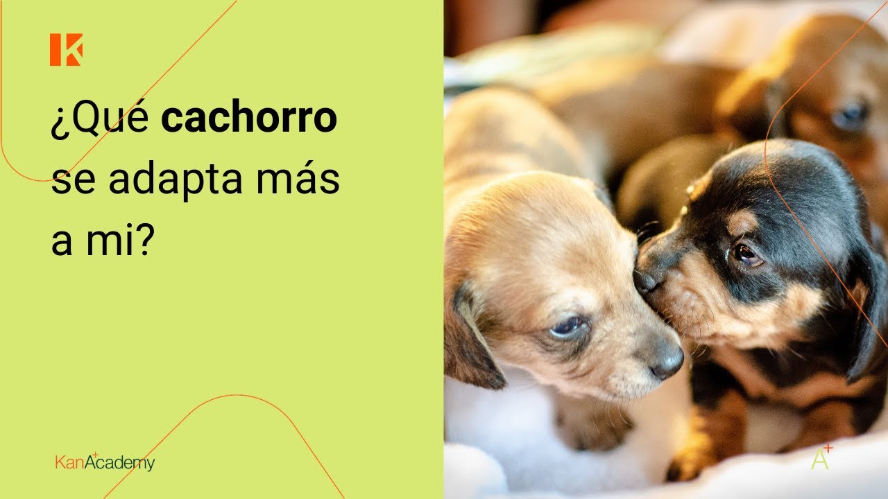 Como hacer que un cachorro haga pis en el empapador