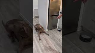 good boy  #weimaraner #video #dogs #funny #viral #love #animals #fight #animal #chase #puppy