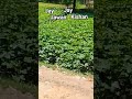 Jay Jawan Jay Kisan 🥺🙏💔 #funny #business