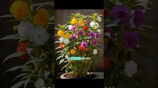 Balsam Flower Plant