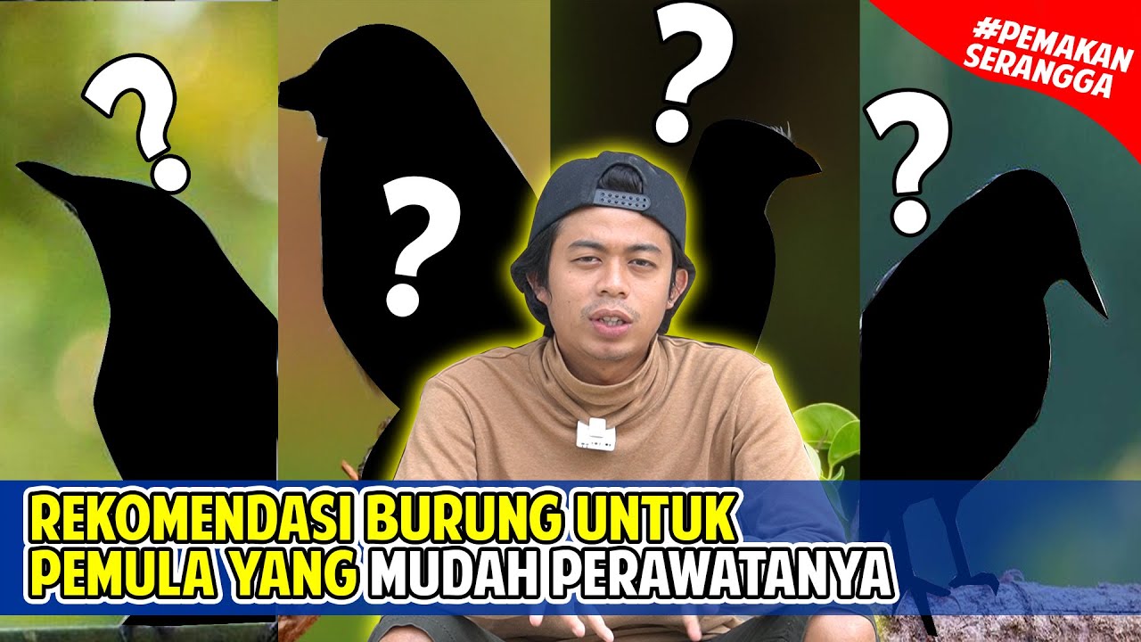 4 BURUNG YANG BISA JADI PILIHAN UNTUK PEMULA — Transcript