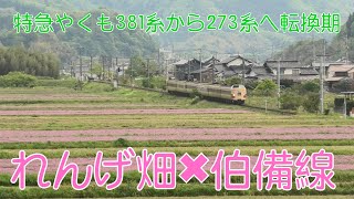 れんげ畑🪷381系と273系とEF64　伯備線