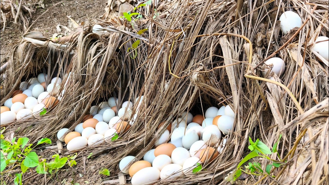 Harvest a lot of duck egg under lemongrass at field by hand a female farmer