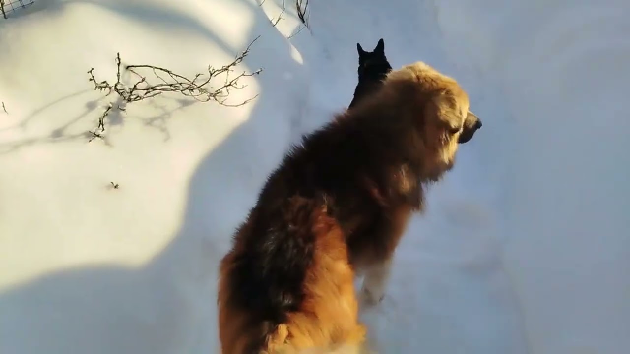 Нас откопали