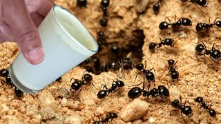 قوى طريقة للتخلص من النمل بشكل بسيط وسريع وبدون ما تدفع ولا قرش