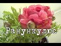 РАНУНКУЛЮС, ЛЮТИК азиатский. Посадка, уход и разведение в домашних условиях