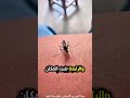 اقتربت منه البعوضة و بدأت تفعل هذا الشيء بدون ما يحس Shorts Shortvideo Shortsfeed اقتربت منه البعوضة و بدأت تفعل هذا الشيء بدون ما يحس Shorts Shortvideo Shortsfeed
