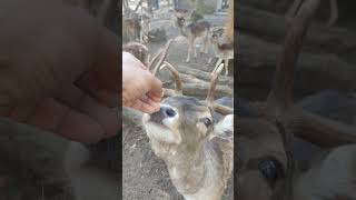 animals #germany #german #travel #music #animals #wildlife