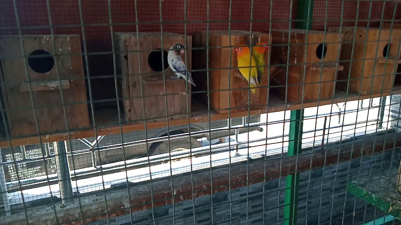Burung labet ternak 