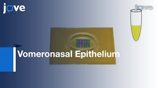 Celebrity Multielectrode Array Recordings Of Vomeronasal Epithelium l Protocol Preview Profile