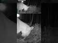Cougars reproducing in Minnesota for 1st time in 100 years