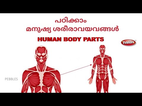 Learn Body Parts in Malayalam English | Learn Human body | മനുഷ്യ