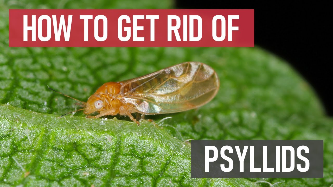 How to Get Rid of Psyllids (Jumping Plant Lice) | [DIY Pest Control]