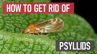 How To Get Rid Of Psyllids Jumping Plant Lice Diy Pest Control