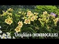 Daylily Production Tips | Walters Gardens
