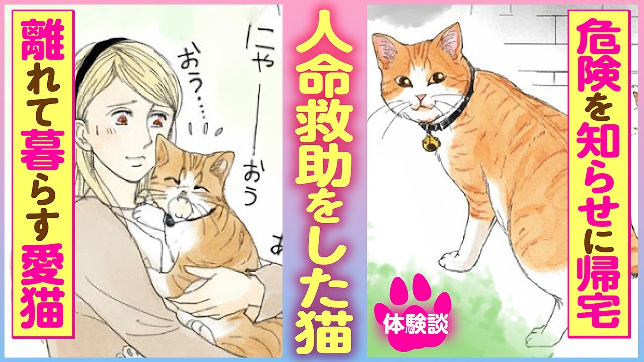 Cat Manga] A miraculous rescue of a cat separated from its owner