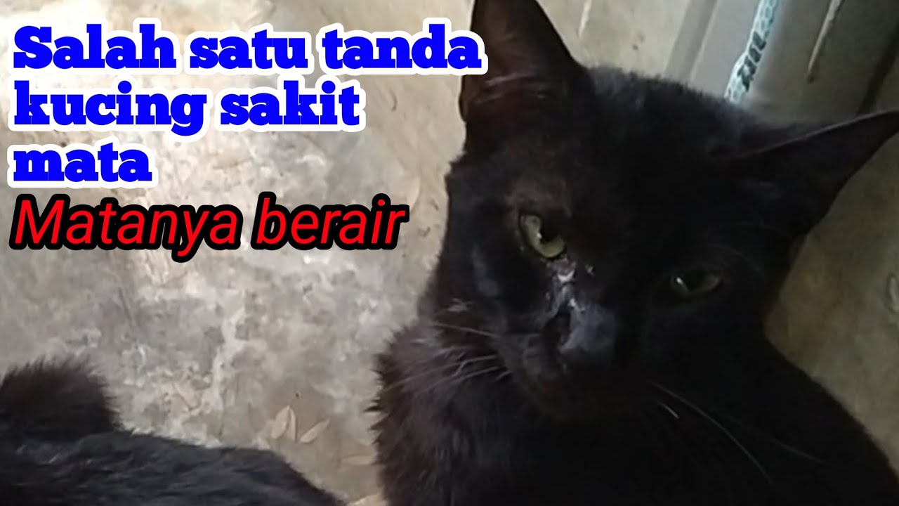 Tanda tanda kucing sakit mata - YouTube