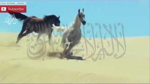 من روائع القارئ رعد محمد الكردي ماتيسر من سورة (ص)