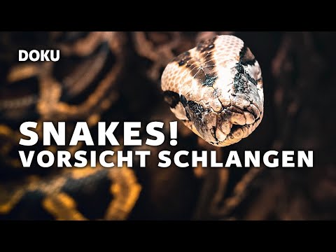 Snakes! Vorsicht Schlangen (Ganze Tierdokumentation | komplette HD Dokumentation über Schlangen)