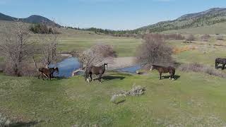 wild horses on the flats