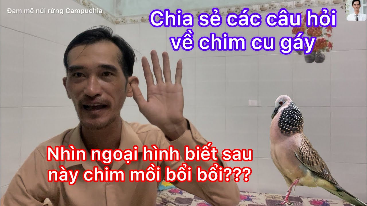 Đam mê núi rừng Campuchia- đôi lời chia sẽ những câu hỏi các bạn cần biết khi chơi chim cu gáy