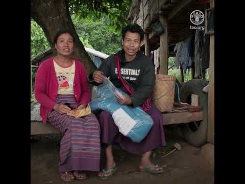 Providing life-saving agricultural assistance in Myanmar&rsquo;s vulnerable areas
