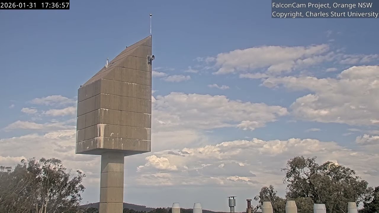 Girri and Gimbir on the slope, FalconCam Project, Orange NSW, 31 January 2026